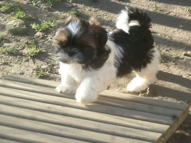 S' GIZMO des brumes d'aurore