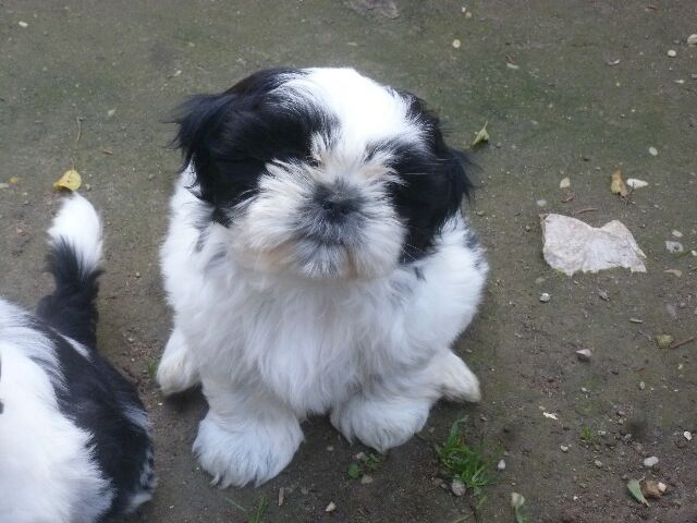 SAMBA des brumes d'aurore