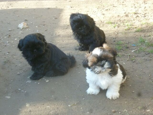 S' GIZMO des brumes d'aurore