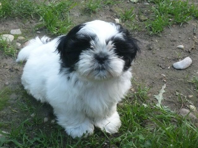 SAMBA des brumes d'aurore