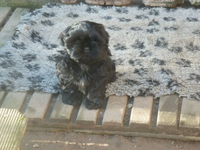 SUN des brumes d'aurore