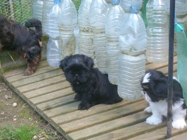 SASHA dit GUCCI des brumes d'aurore