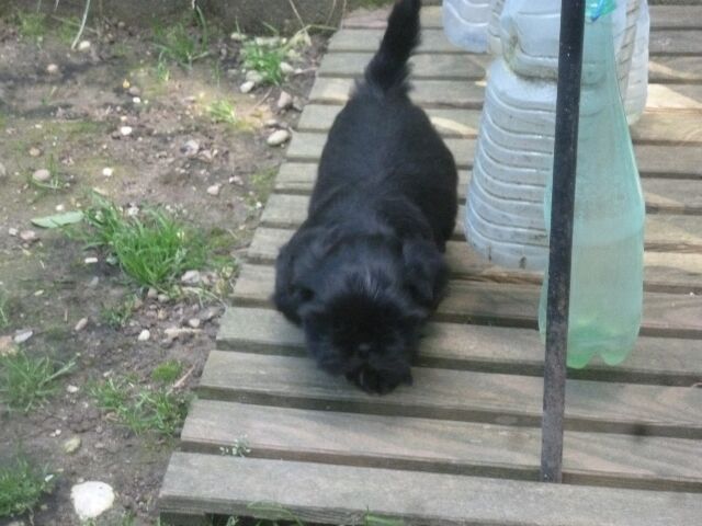 SASHA dit GUCCI des brumes d'aurore