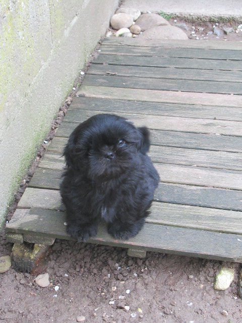 USKO dit TYBALT des brumes d'aurore