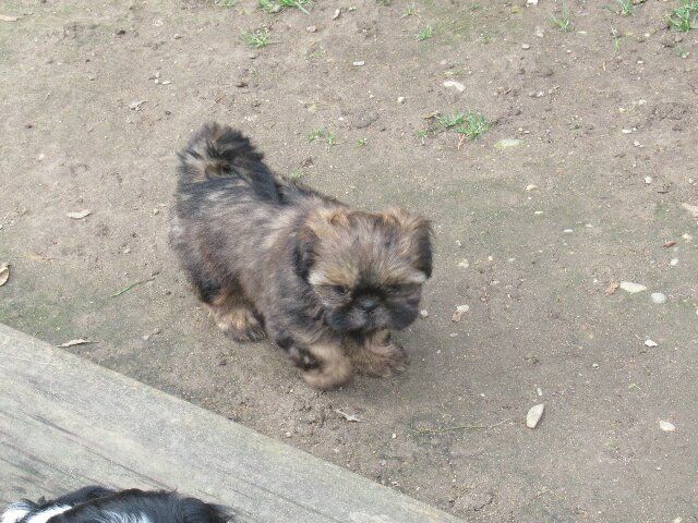 Ugoline dite VIOLET des brumes d'aurore