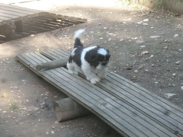 SIRE APEJOU DES BRUMES D'AURORE