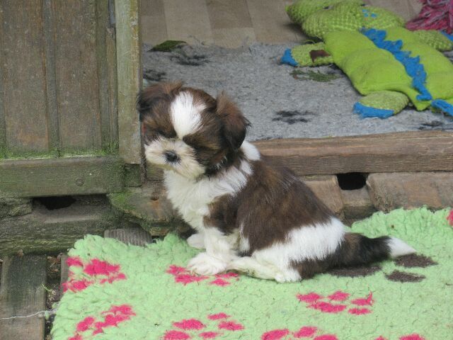 UXIE des brumes d'aurore