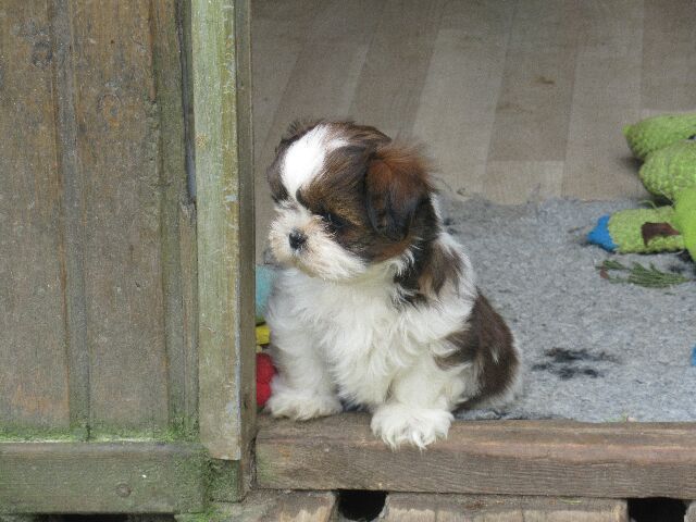 UXIE des brumes d'aurore