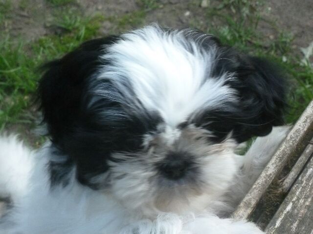 SAMBA des brumes d'aurore