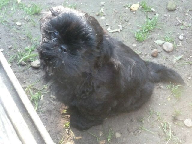 SALOME des brumes d'aurore