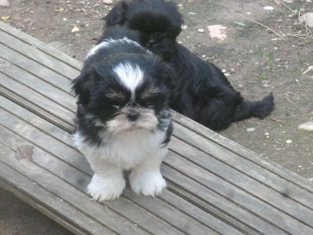 SHELBY des brumes d'aurore