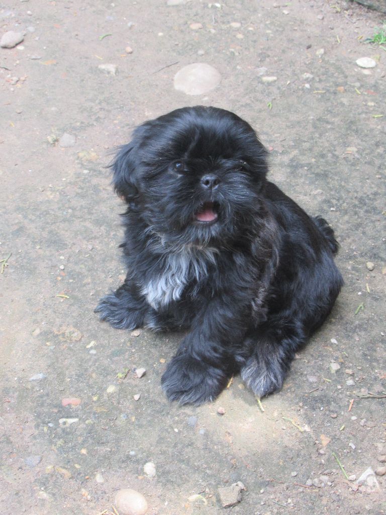 ULANE des brumes d'aurore