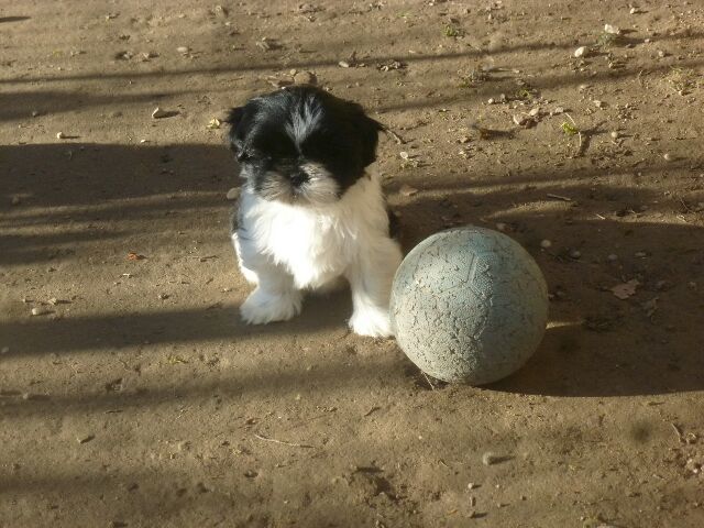 SKYLA des brumes d'aurore