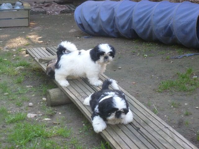 SAMBA des brumes d'aurore