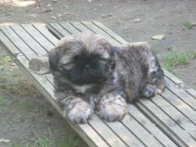 SNOOPY des brumes d'aurore