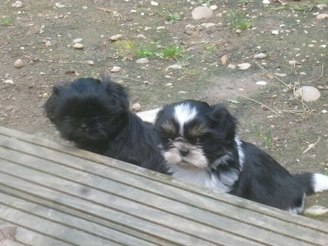 SAMSARA des brumes d'aurore