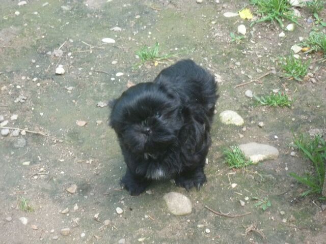 SAMSARA des brumes d'aurore