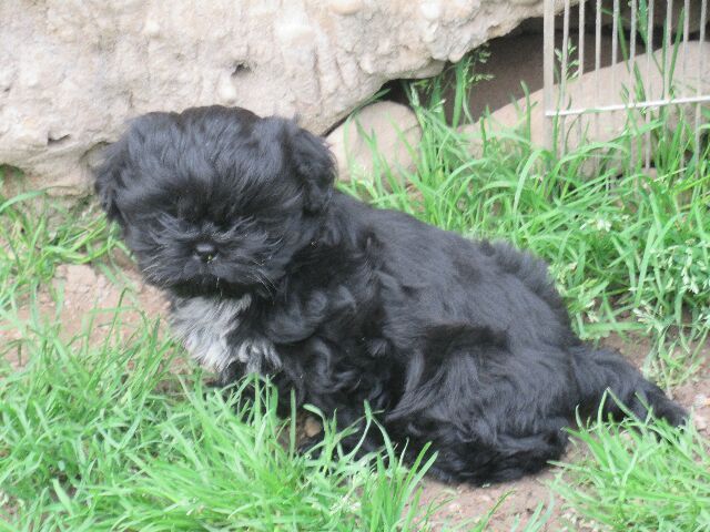 ULYSSE des brumes d'aurore