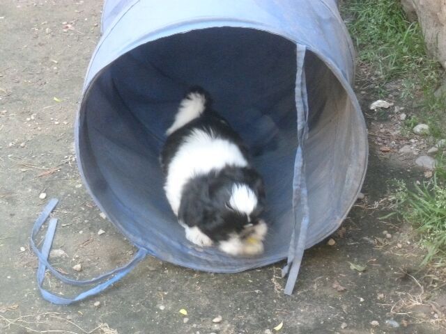 SIRE APEJOU DES BRUMES D'AURORE