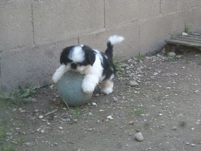 STELLA des brumes d'aurore