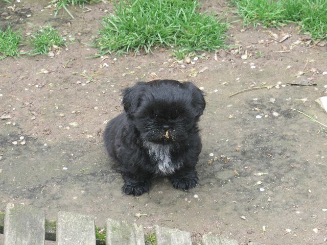 URPHEE des brumes d'aurore