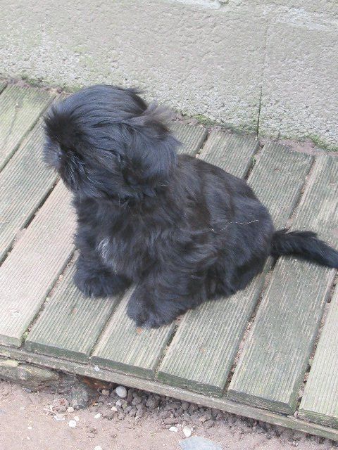 USKO dit TYBALT des brumes d'aurore