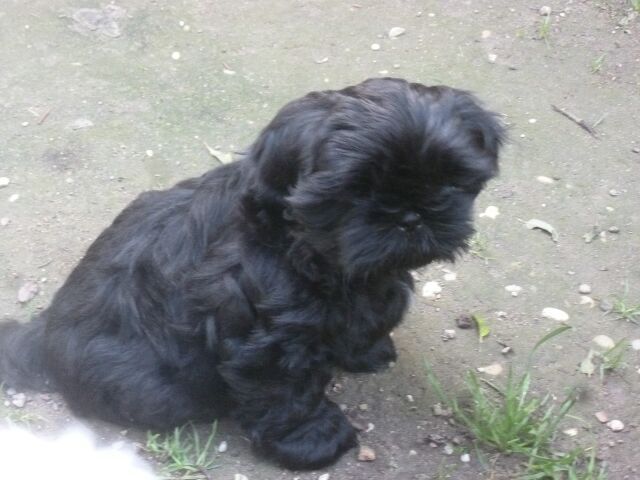 SHYLA des brumes d'aurore