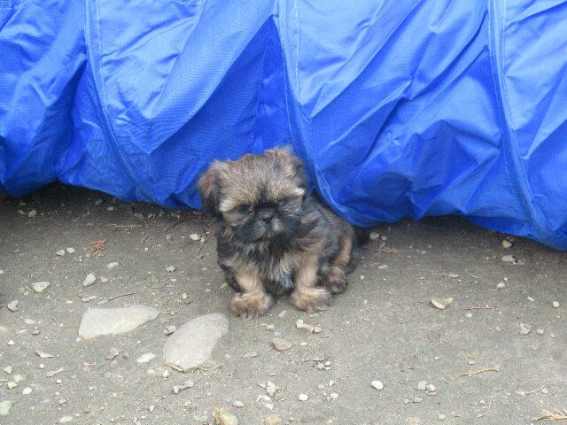 Ugoline dite VIOLET des brumes d'aurore