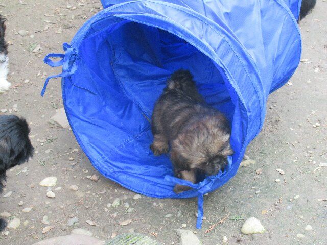 Ugoline dite VIOLET des brumes d'aurore