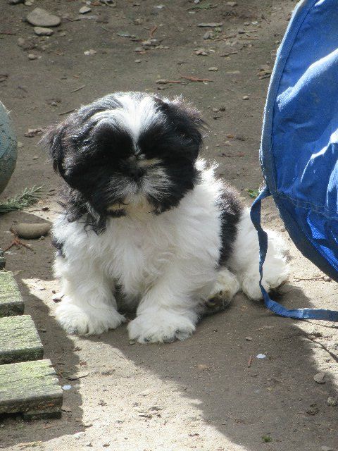 ULYS 23 des brumes d'aurore