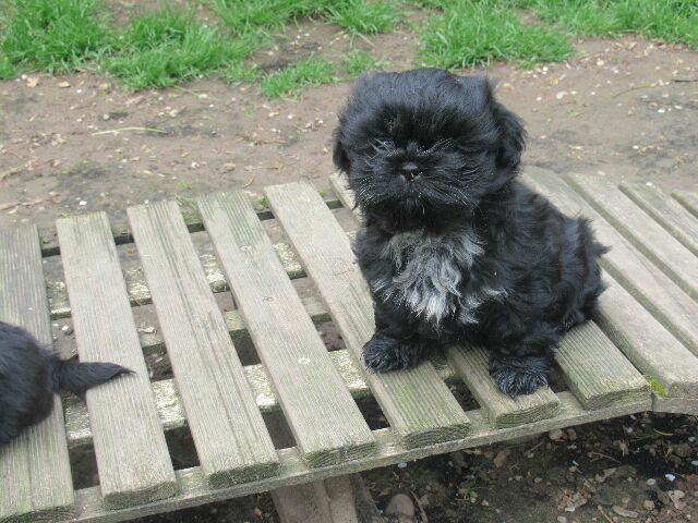 ULYSSE des brumes d'aurore