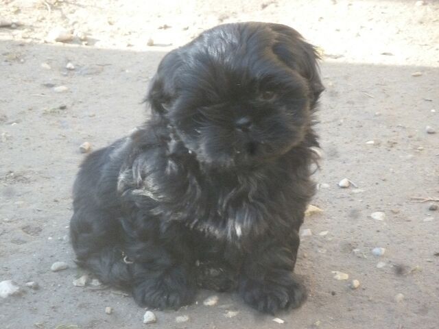 SUN des brumes d'aurore