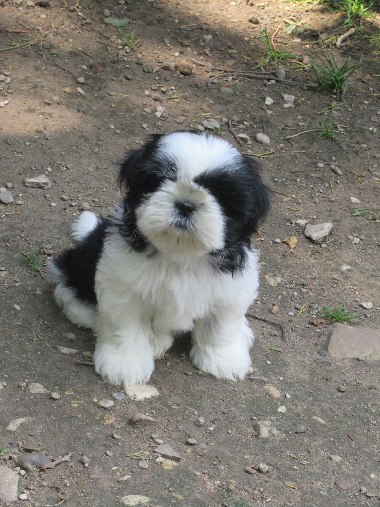 UXEL dite TAÏKO des brumes d'aurore