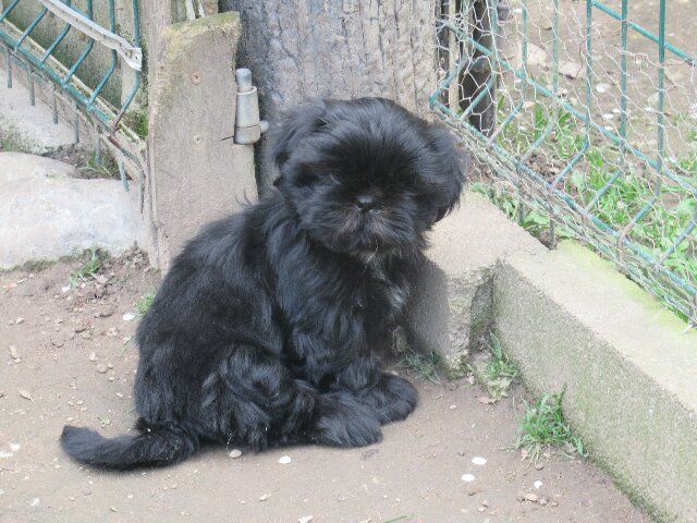 UMIE dite Ulotte des brumes d'aurore