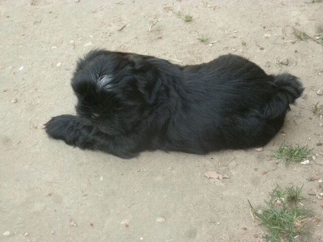 TORNADO des Brumes d'Aurore