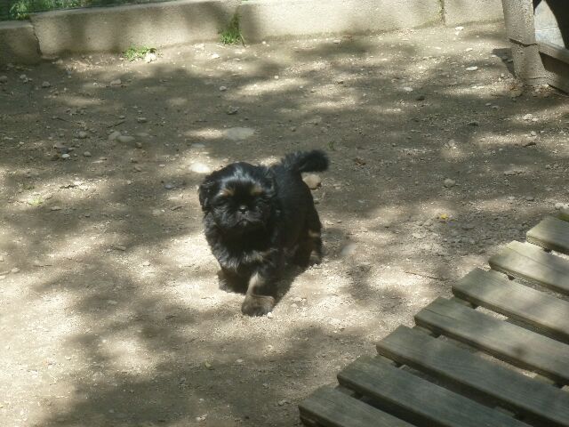 SALAMBO des brumes d'aurore