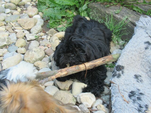 TINSLEY des Brumes d'Aurore