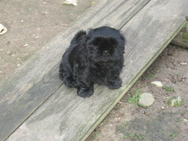 UMHA dite USHA des brumes d'aurore