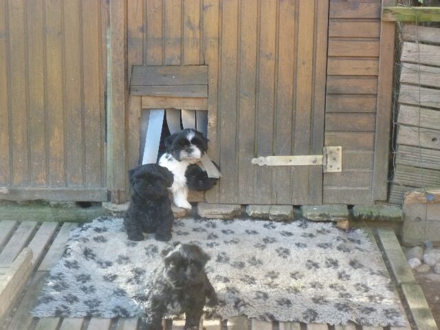 SYBELLE des brumes d'aurore