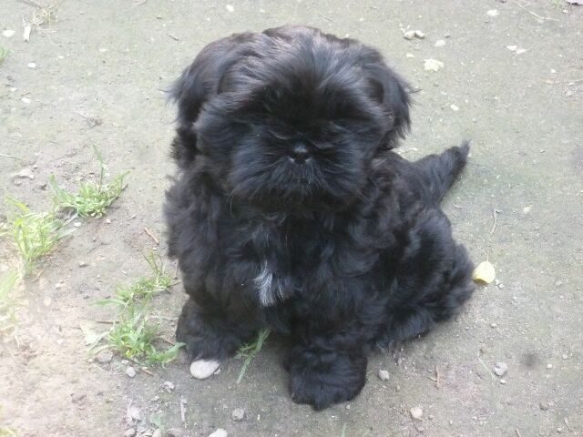 SHYLA des brumes d'aurore