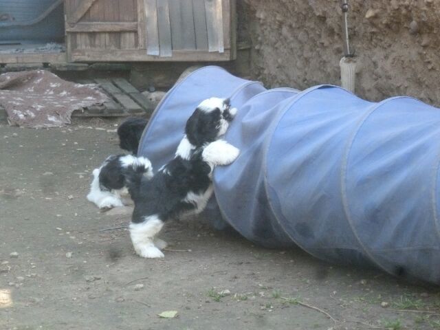 STELLA des brumes d'aurore