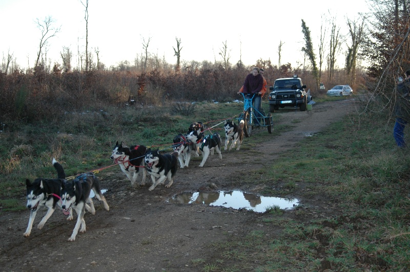 Magic Wolf Alaska 1