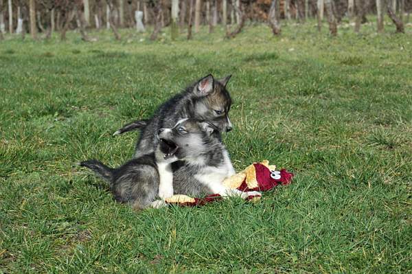 Magic Wolf Hypnotic blue eyes dit halcatraz