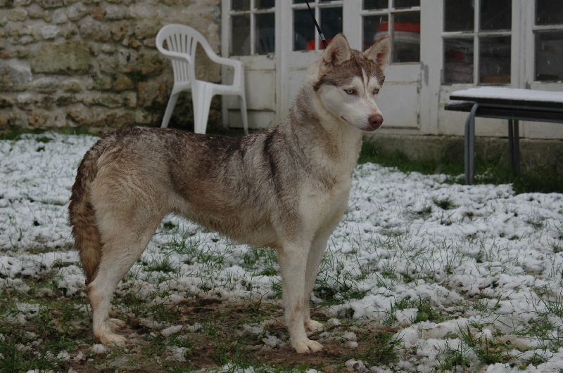 Magic Wolf Guess