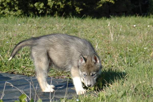 Magic Wolf Hypnotic blue eyes dit halcatraz