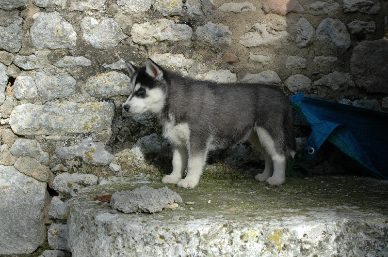Magic Wolf Coyotte girl