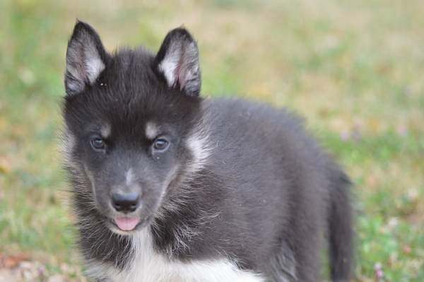 Magic Wolf Lune noire dit loupy