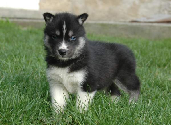 Magic Wolf Finnmark (dite chipie)