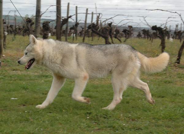 Publication : Magic Wolf Auteur : Magic Wolf, Fusion 19 mois