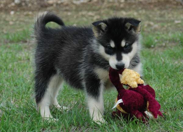 Magic Wolf Himalaya (rose)